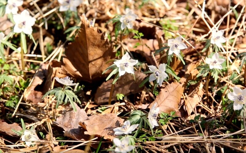 山に咲く白い花