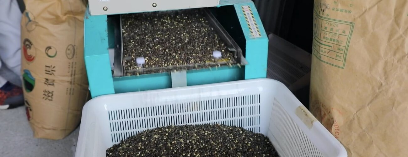 そばの実加工風景